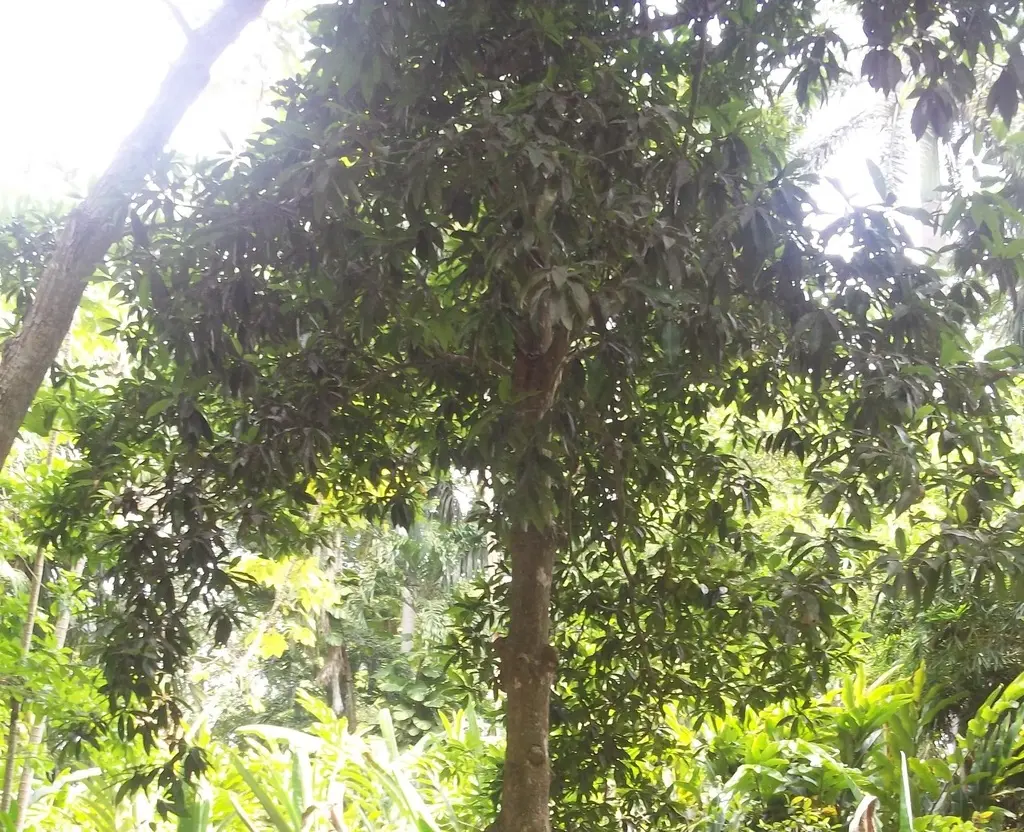 Chicozapote: Un Árbol de Múltiples Beneficios - Qué beneficios tiene el chicozapote chicozapote arbol - Qué beneficios tiene el chicozapote