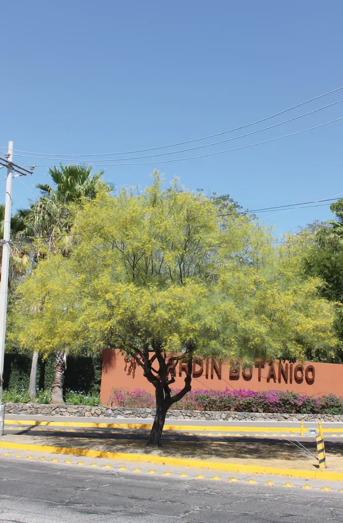El Palo Verde: Un Árbol Emblemático de Hermosillo - Qué beneficios tiene el palo verde arbol palo verde caracteristicas - Qué beneficios tiene el palo verde