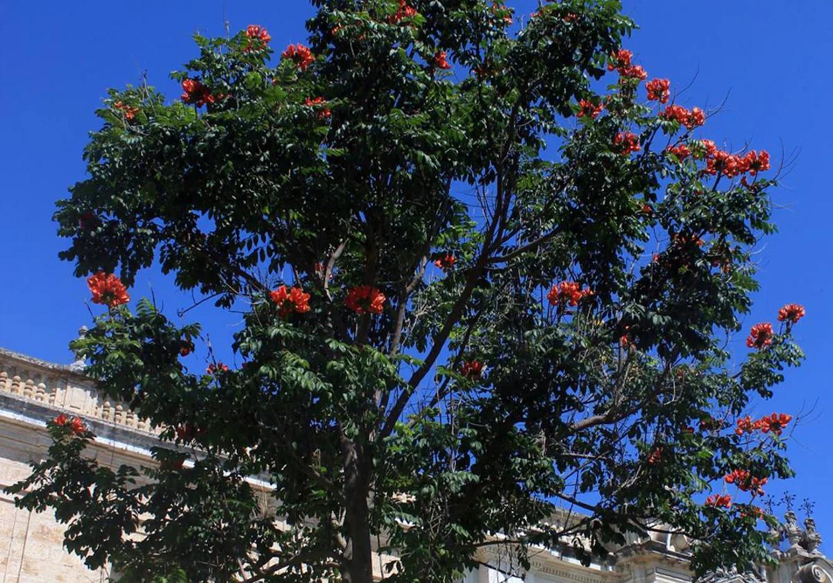 arbol de gabon - Qué beneficios tiene el tulipán africano