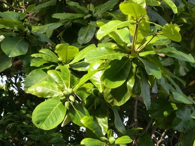 almendro indio arbol - Qué beneficios tiene la almendra india