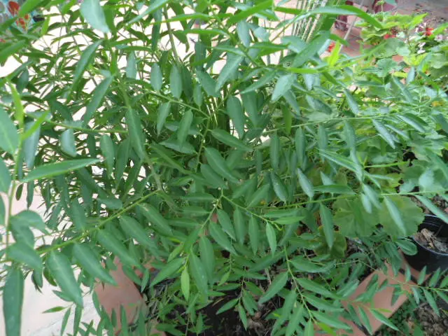 Ancoche: Un Árbol con Propiedades Medicinales y un Rol Vital en la Naturaleza - Qué beneficios tiene la cacaragua ancoche arbol - Qué beneficios tiene la cacaragua