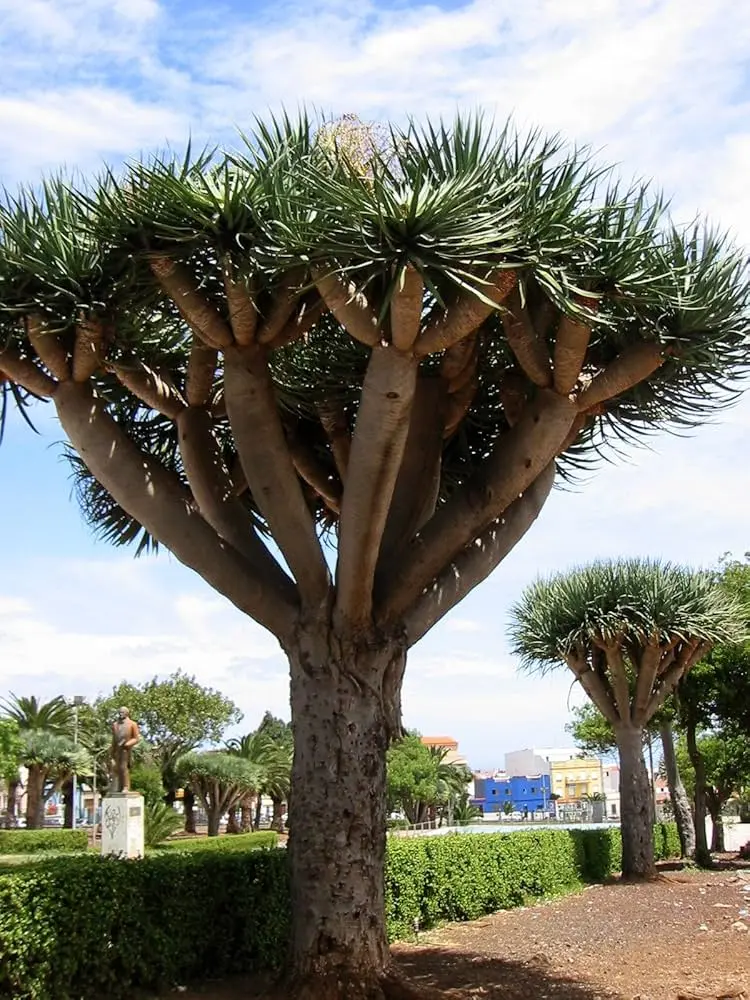 Dracaena Árbol: Guía Completa de Cuidados y Beneficios - Qué beneficios tiene la planta Dracaena dracaena arbol - Qué beneficios tiene la planta Dracaena