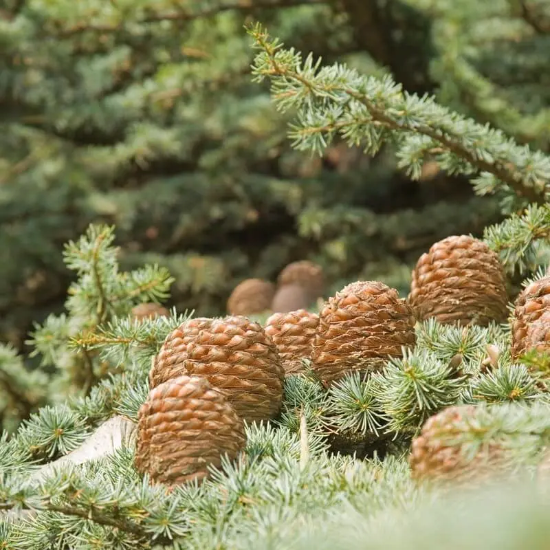 Beneficios del árbol de cedro: Una madera noble y versátil - Qué beneficios tiene la semilla del cedro beneficios del arbol de cedro - Qué beneficios tiene la semilla del cedro