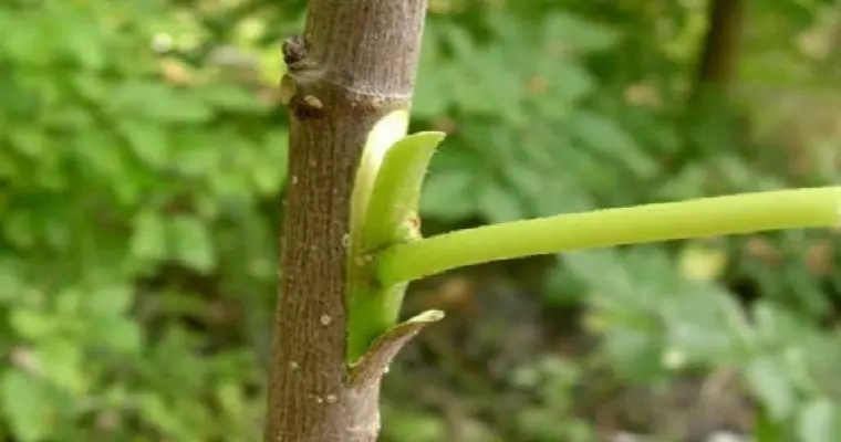 Injerto de árboles: técnicas, beneficios y tipos de injerto - Qué beneficios tienen los injertos para que sirve injertar un arbol - Qué beneficios tienen los injertos