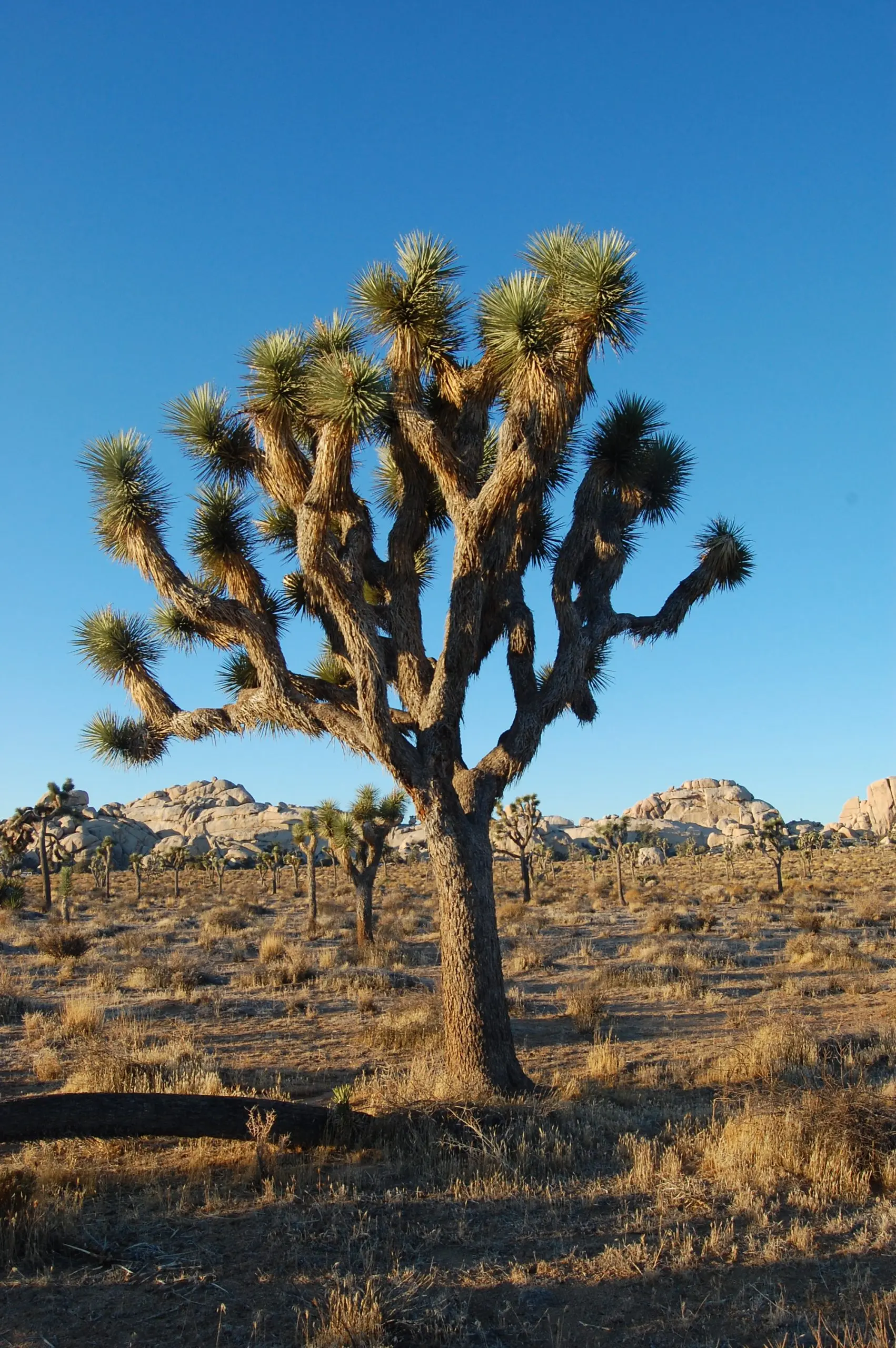 El Árbol Joshua: Una Especie Única del Desierto - Qué característica particular tiene Joshua Tree arbol josue - Qué característica particular tiene Joshua Tree
