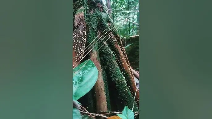 Los árboles asesinos: una amenaza silenciosa para el ecosistema - Qué causa la muerte de los árboles de acacia arboles asesinos - Qué causa la muerte de los árboles de acacia