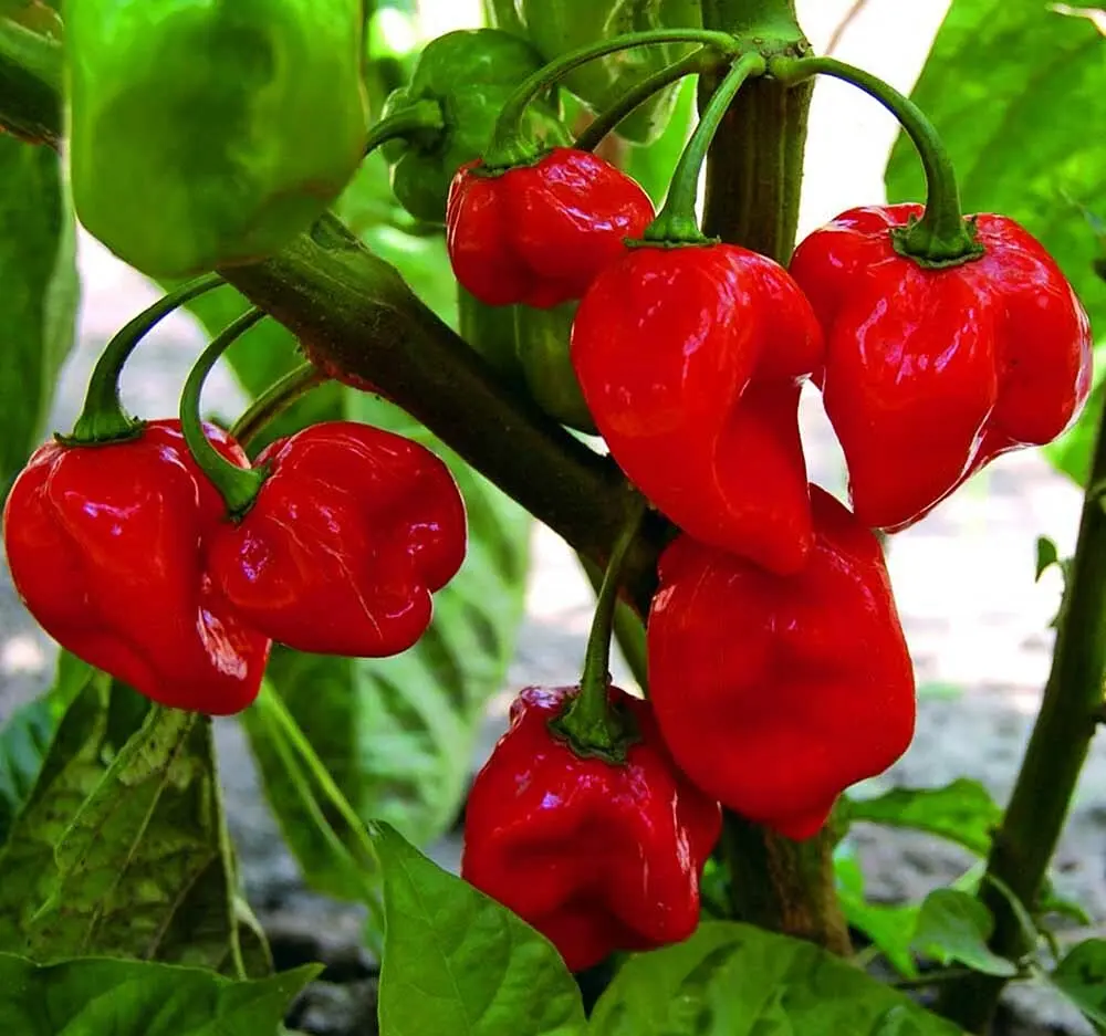 Cultivo del chile habanero: desde la germinación hasta la cosecha - Qué clima necesita el habanero arbol de habanero - Qué clima necesita el habanero