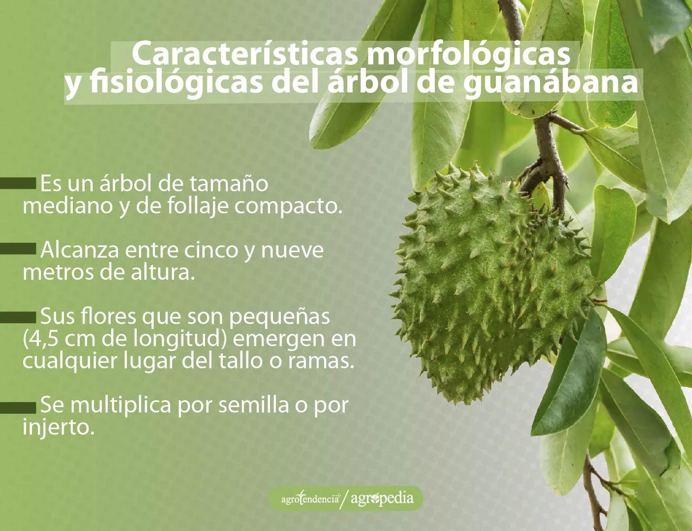 Guanábana: Características, Cultivo y Propiedades - Qué clima necesita la guanábana arbol de guanabana caracteristicas - Qué clima necesita la guanábana