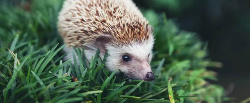 El árbol de los erizos: Una guía completa sobre estos fascinantes animales - Qué comen los erizos del bosque el arbol de los erizos - Qué comen los erizos del bosque