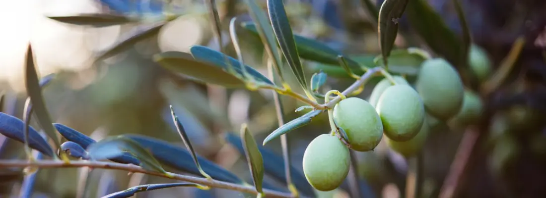 Cultivar un olivo: Guía completa para el cuidado de este árbol milenario - Qué cuidados necesita un árbol de olivo arbol de olivo cuidados - Qué cuidados necesita un árbol de olivo