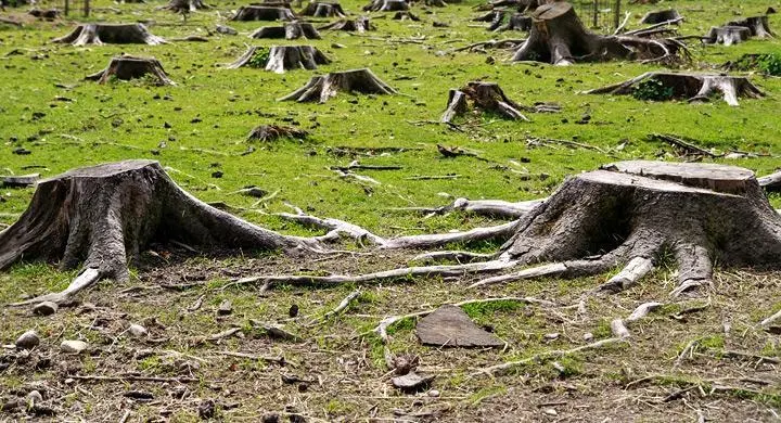 Consecuencias de la Tala Indiscriminada: Un Desastre para el Medio Ambiente - Qué daños puede ocasionar la tala indiscriminada a los consecuencias de la tala indiscriminada de arboles - Qué daños puede ocasionar la tala indiscriminada a los