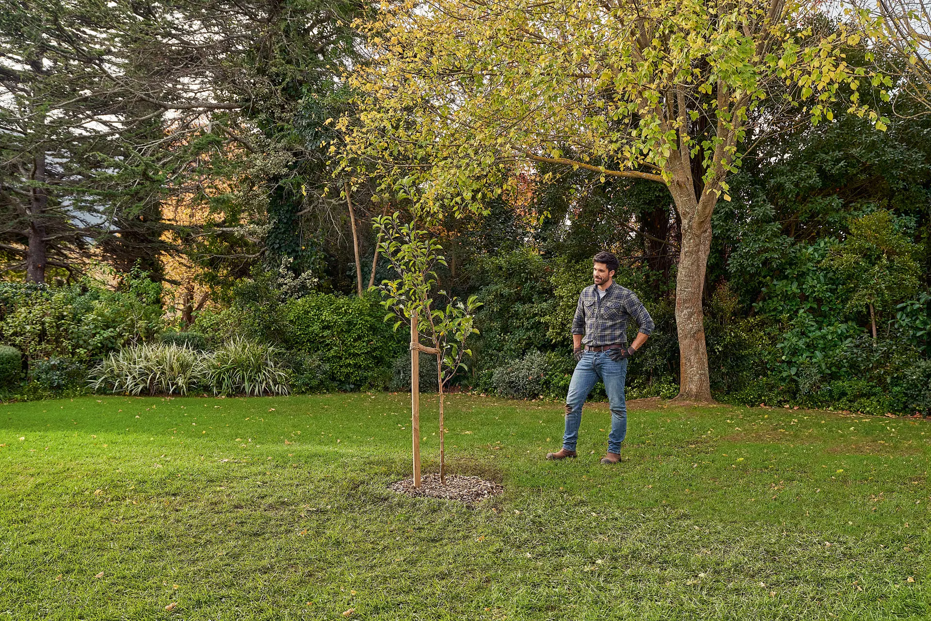 a que profundidad se planta un arbol - Qué diámetro debe tener el hoyo para plantar un árbol