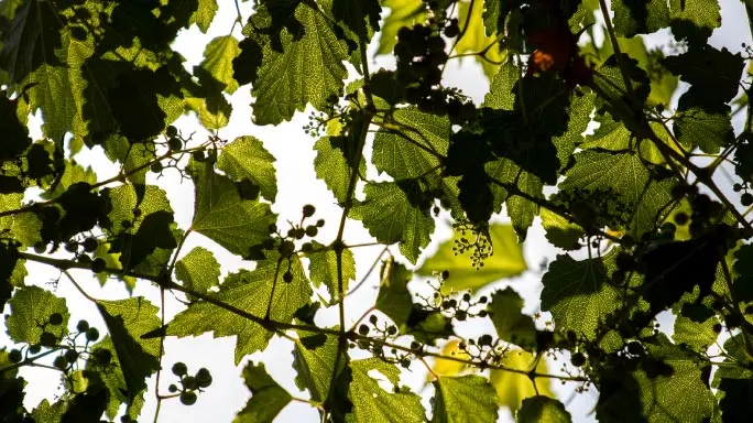El Árbol de la Uva: Descubriendo la Vid y su Importancia - Qué diferencia hay entre la parra y la vid arbol de la uva como se llama - Qué diferencia hay entre la parra y la vid