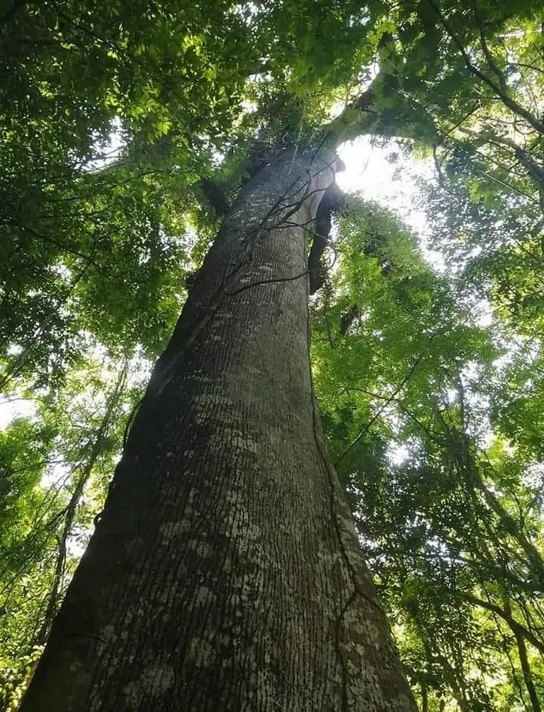 Los Árboles de la Selva Lacandona: Un Tesoro de Biodiversidad - Qué elementos naturales hay en la Selva Lacandona arboles de la selva lacandona - Qué elementos naturales hay en la Selva Lacandona