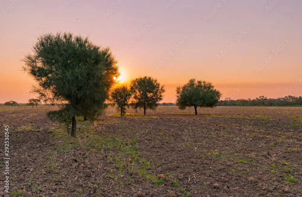 Carandá: Un árbol resistente para la ganadería y la recuperación de suelos - Qué es caranda arbol caranda - Qué es caranda