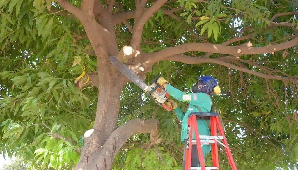 descopar un arbol - Qué es descopar un árbol