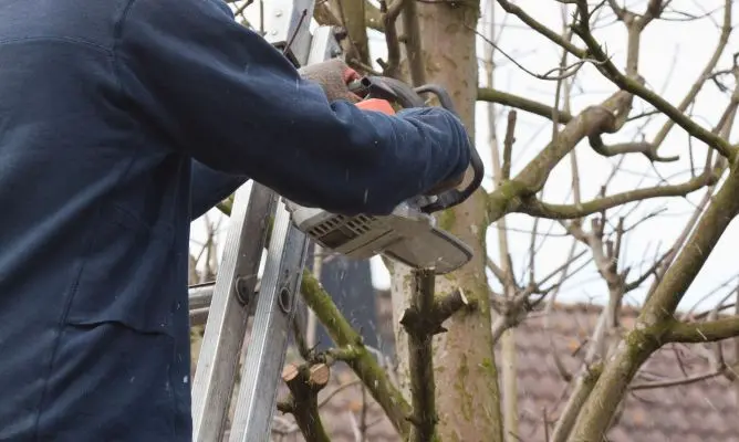 Apeo de árboles: Un análisis exhaustivo de la deforestación - Qué es el apeo en madera apeo de arboles - Qué es el apeo en madera