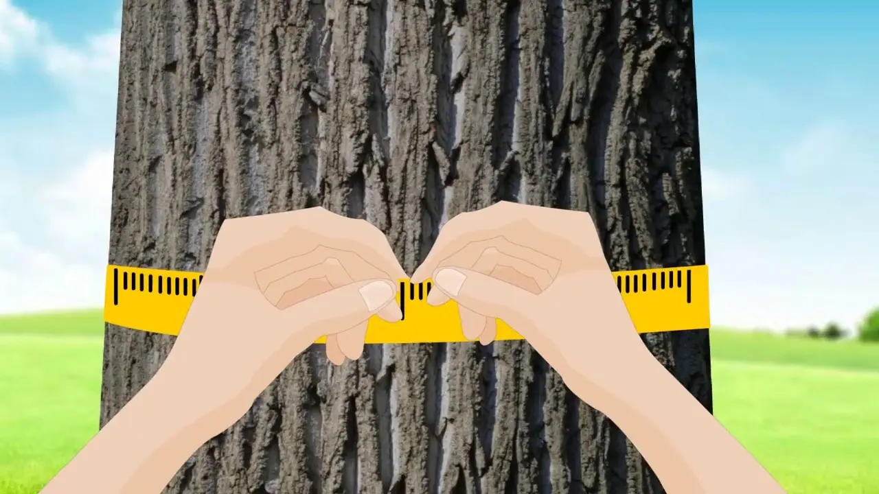 dap de un arbol - Qué es el cap de un árbol