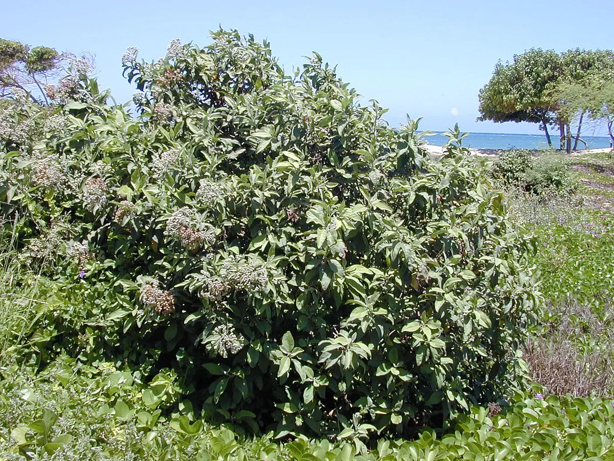 El Árbol de Siguapate: Propiedades, Usos y Beneficios - Qué es el ciguapate y para qué sirve arbol de siguapate - Qué es el ciguapate y para qué sirve