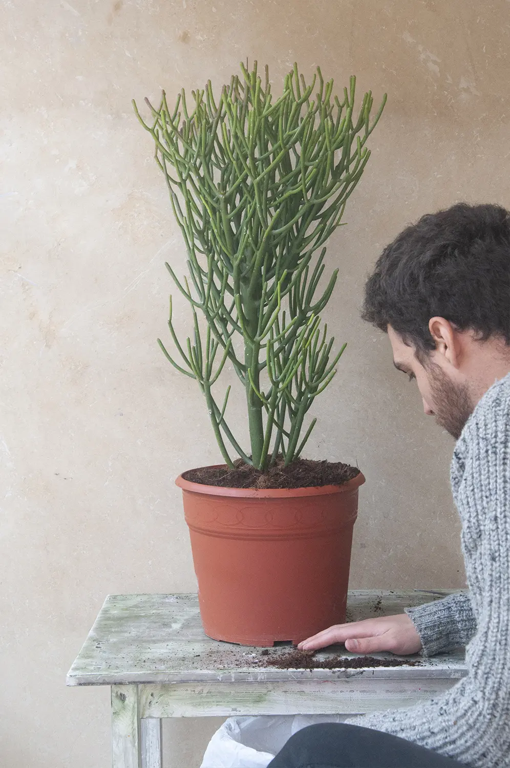El esqueleto de un árbol: Estructura interna y funcionamiento - Qué es el esqueleto de un árbol arbol esqueleto - Qué es el esqueleto de un árbol