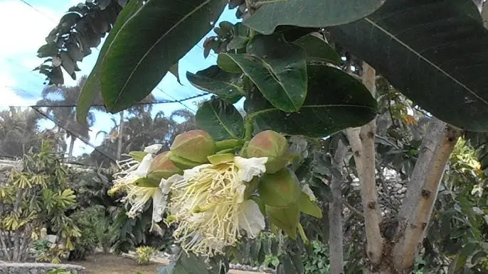 El Lampati: Un Árbol Misterioso y Poco Conocido - Qué es el lampati arbol lampati - Qué es el lampati