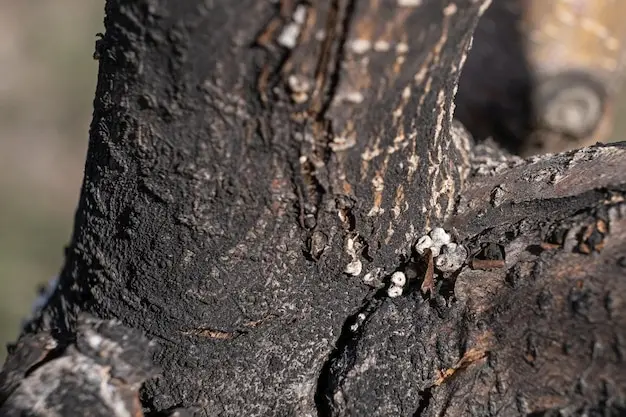 enfermedad corteza de arbol - Qué es el síndrome de árbol