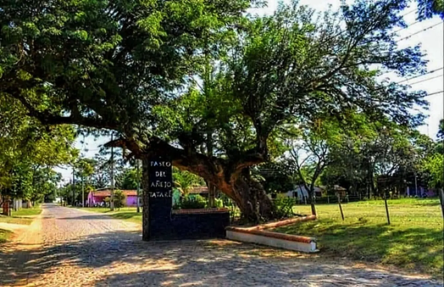 El Tatare Árbol: Un Viaje al Corazón del Bosque Guaraní - Qué es el tatane tatare arbol - Qué es el tatane