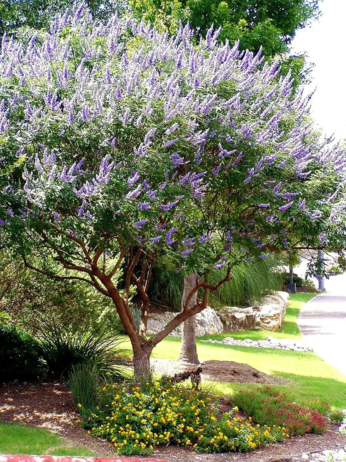 Vitex Agnus Castus: El Árbol de la Castidad y sus Beneficios para la Salud Femenina - Qué es el Vitex y para qué sirve arbol vitex - Qué es el Vitex y para qué sirve