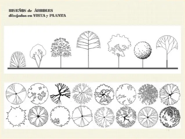 Dibujar Árboles en Planta: Una Guía para la Arquitectura Vegetal - Qué es la arquitectura del árbol dibujar arboles en planta arquitectura - Qué es la arquitectura del árbol