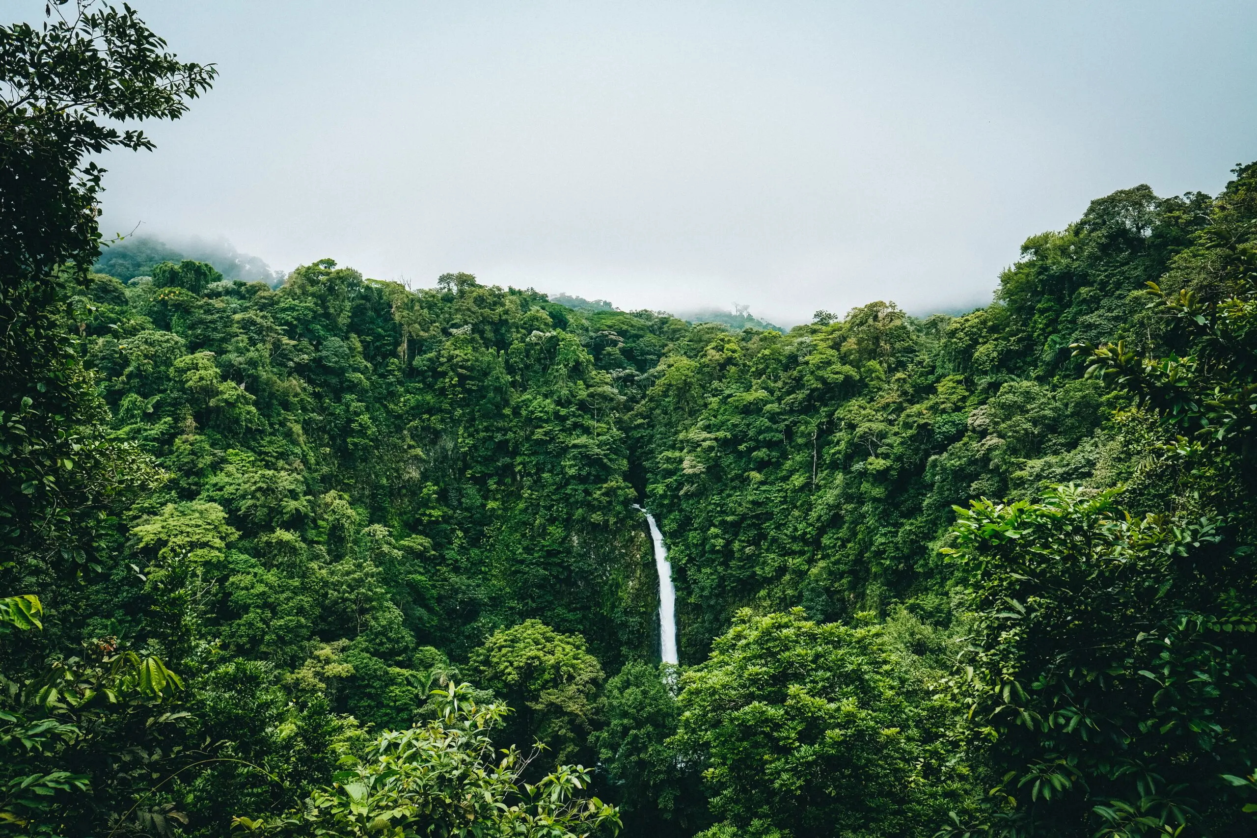 La deforestación en América: un problema urgente que afecta al planeta - Qué es la deforestación en América Latina tala de arboles en america - Qué es la deforestación en América Latina