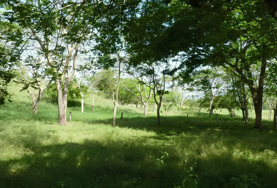 Implantación de Árboles: Guía Completa para un Planeta Verde - Qué es la implantación de árboles implantar arboles - Qué es la implantación de árboles