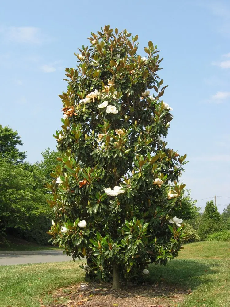 Magnolia: Un árbol de belleza y beneficios - Qué es la magnolia y para qué sirve arbol de magnolia imagenes - Qué es la magnolia y para qué sirve