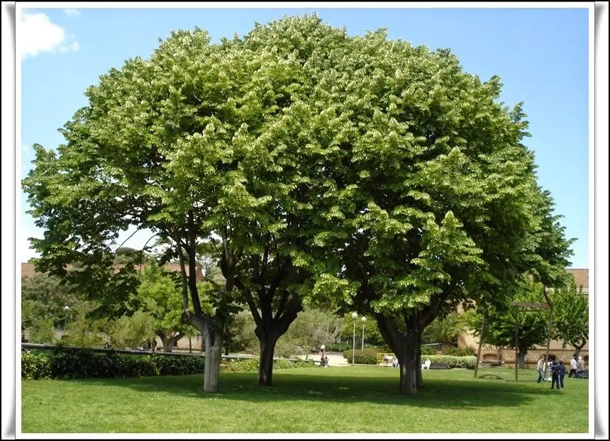 Árbol de Obeña: Una fuente de dulzura natural - Qué es la obeña arbol de obeña - Qué es la obeña