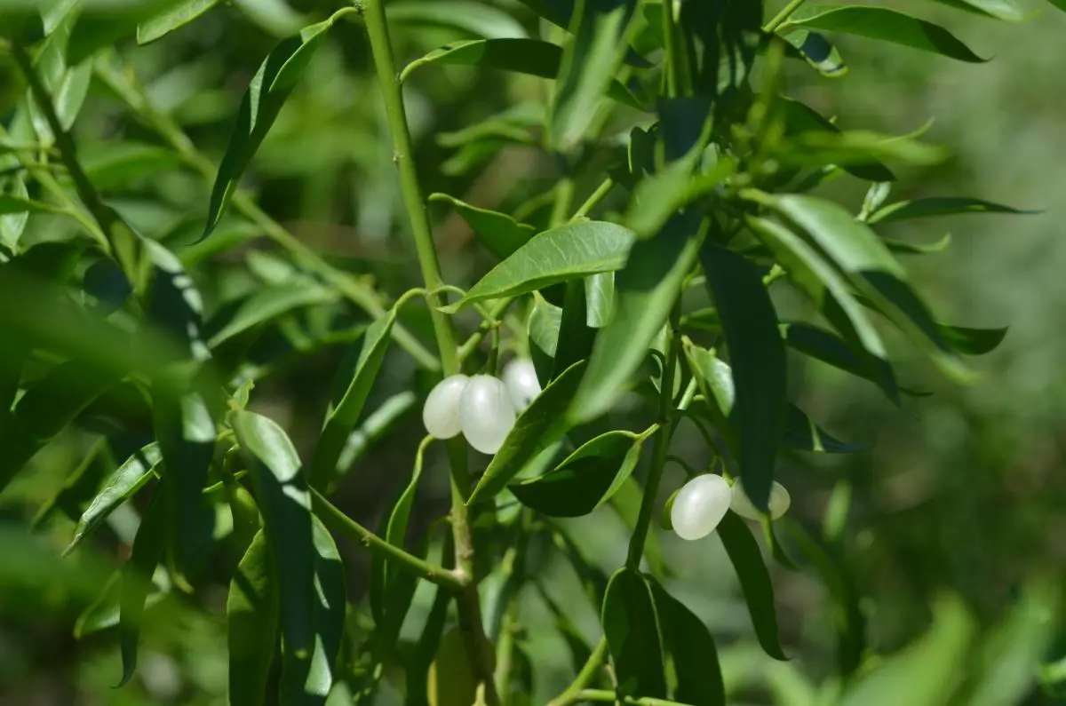 Ancoche: Un Árbol con Propiedades Medicinales y un Rol Vital en la Naturaleza - Qué es la planta ancoche ancoche arbol - Qué es la planta ancoche