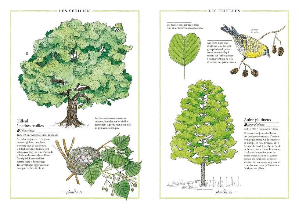 inventario ilustrado de los árboles - Qué es la tabla de los árboles