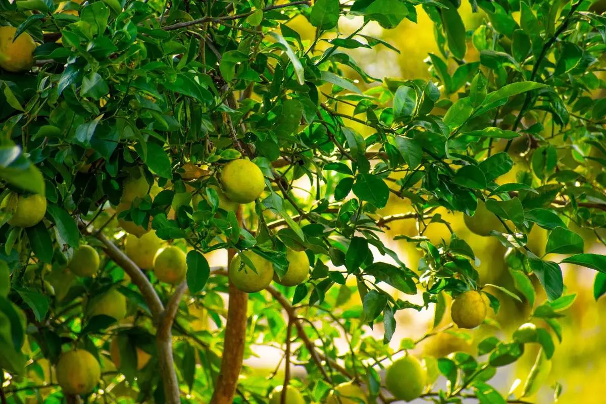El Limón: Un Árbol Cítrico Lleno de Beneficios - Qué es limón resumen informacion sobre el arbol de limon - Qué es limón resumen