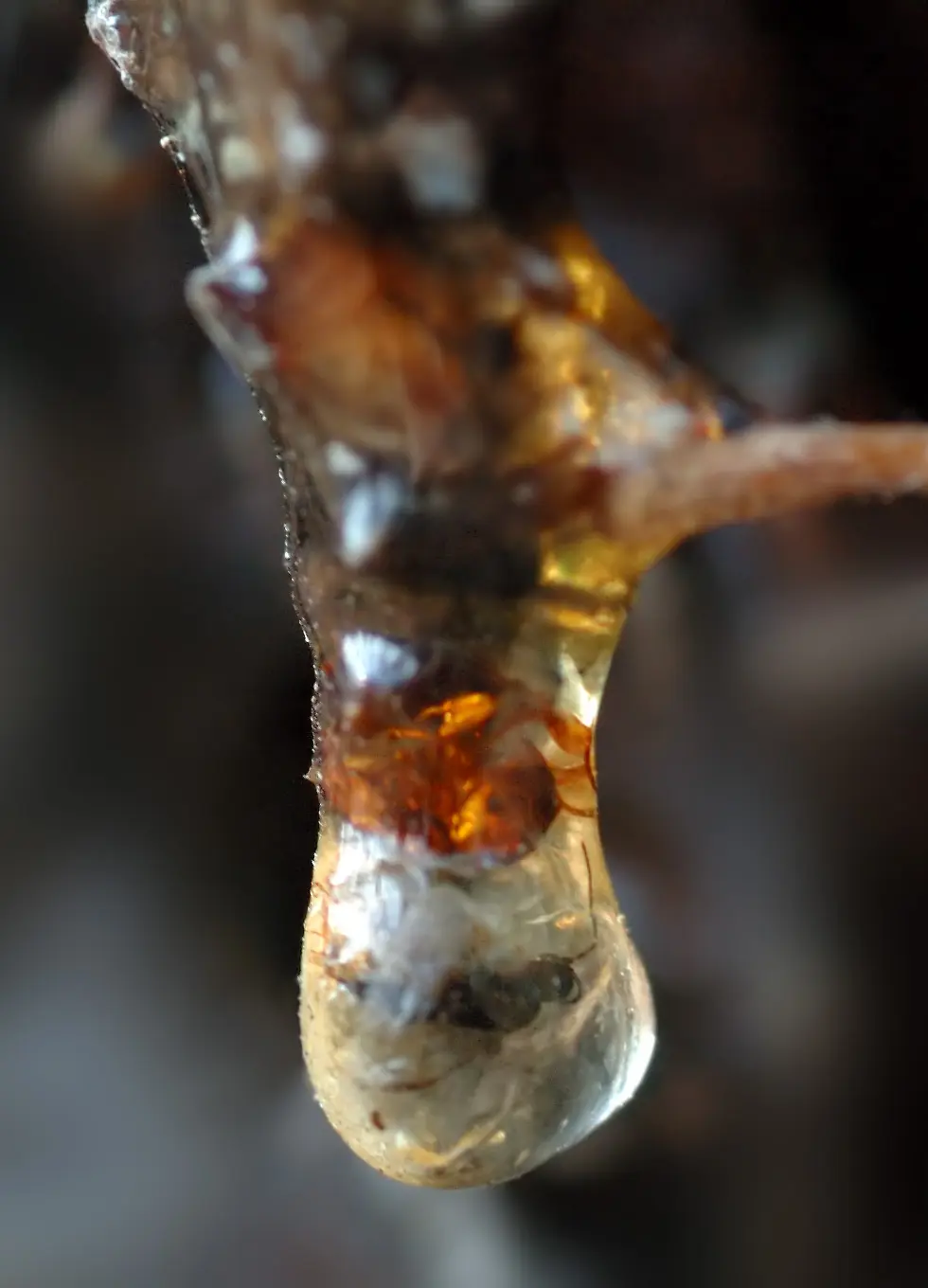 como se llama el liquido que sueltan los arboles - Qué es lo que expulsan los árboles