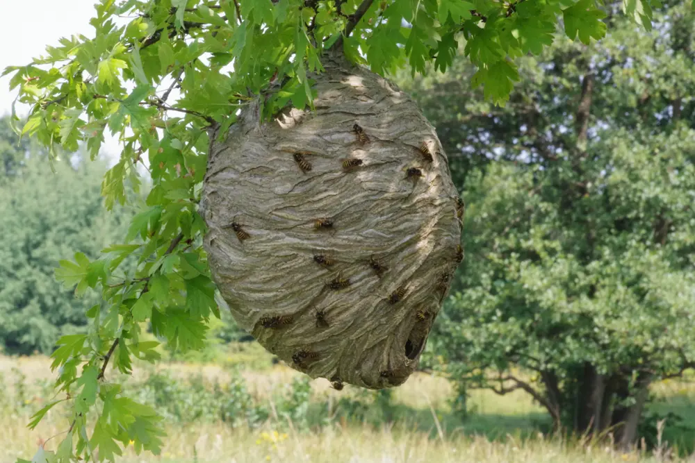 avispas en arbol - Qué es lo que más atrae a las avispas