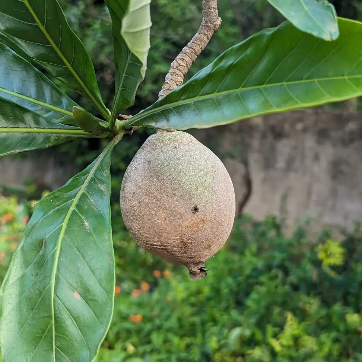 Ñandypa: Un Árbol Sagrado con Propiedades Medicinales - Qué es ñandypa y para qué sirve ñandypa arbol - Qué es ñandypa y para qué sirve