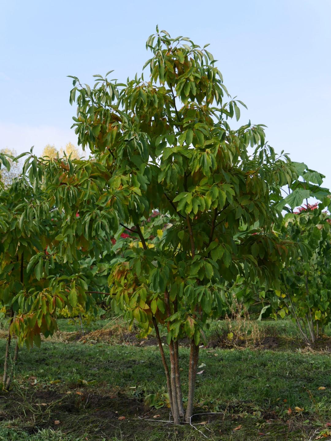 Sassafras: Un árbol con múltiples usos y un pasado controvertido - Qué es Sassafras y para qué sirve arbol de sasafras - Qué es Sassafras y para qué sirve