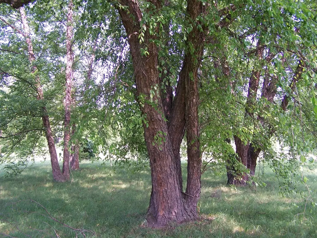 Árboles Betuláceos: Un Viaje a las Alturas de las Montañas - Qué es un árbol betuláceo arbol betulaceo de altas montañas - Qué es un árbol betuláceo