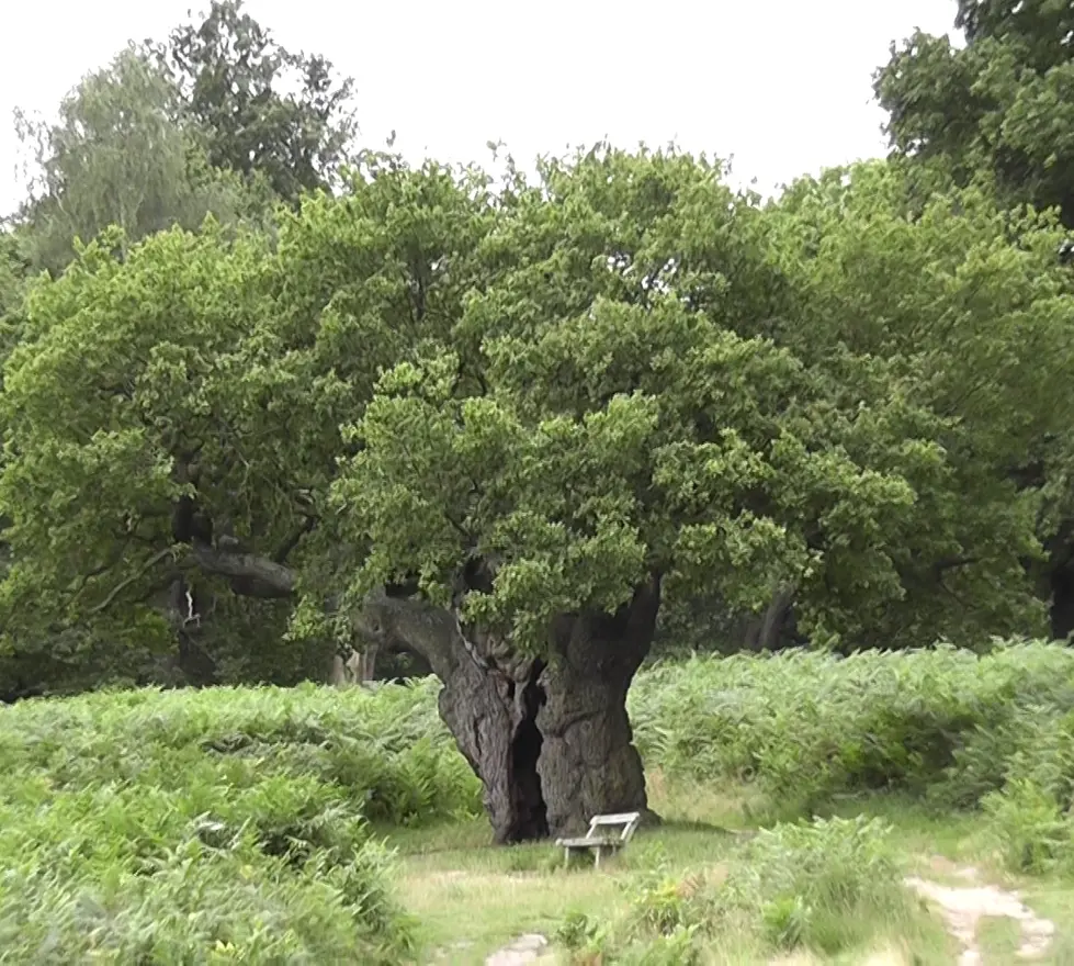 Árboles Centenarios en Chile: Gigantes Verdes que Cuentan Historias - Qué es un árbol centenario arboles centenarios - Qué es un árbol centenario
