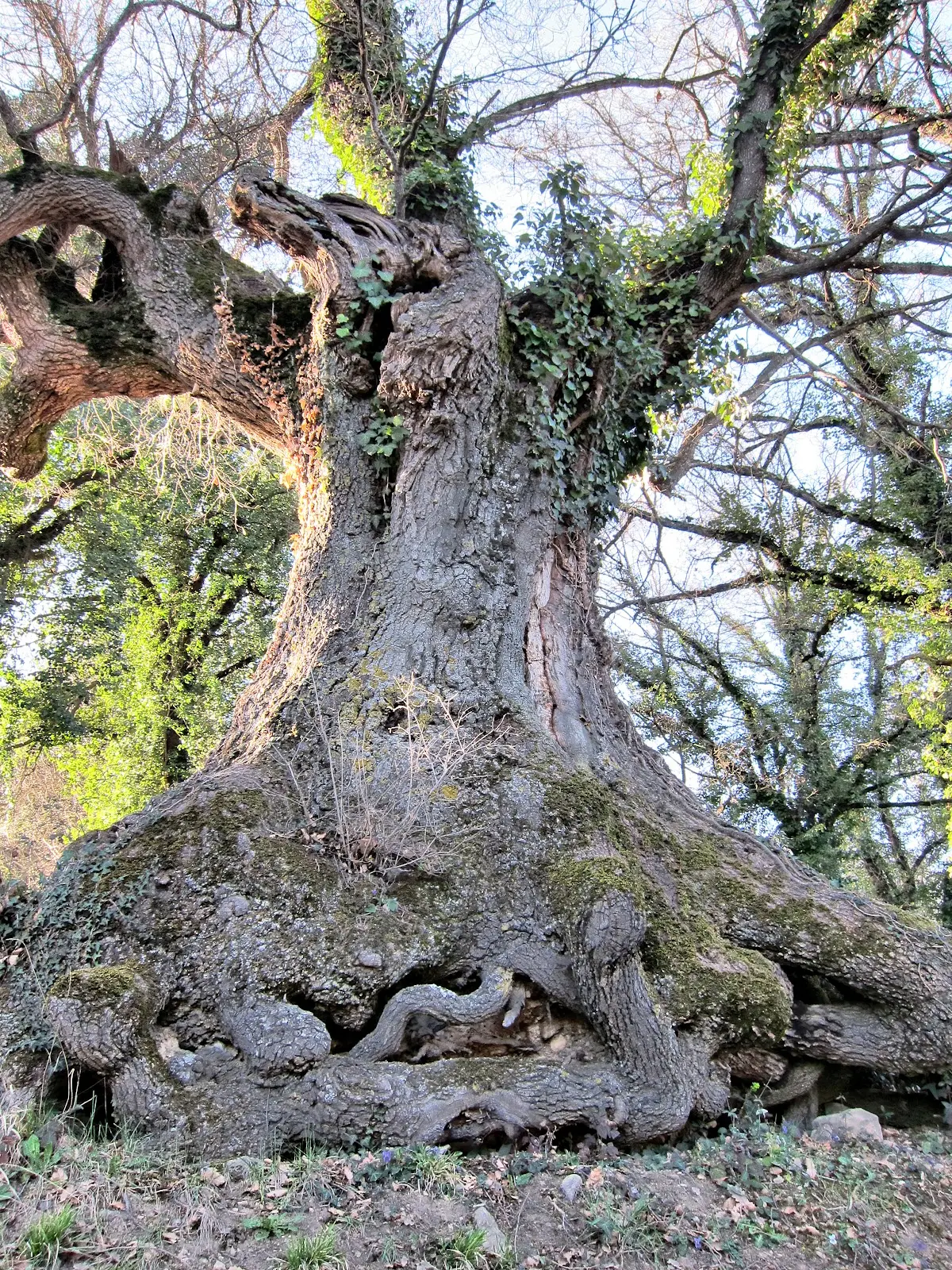 El Árbol Centinela: Un Gigante de la Naturaleza - Qué es un árbol centinela arbol centinela - Qué es un árbol centinela