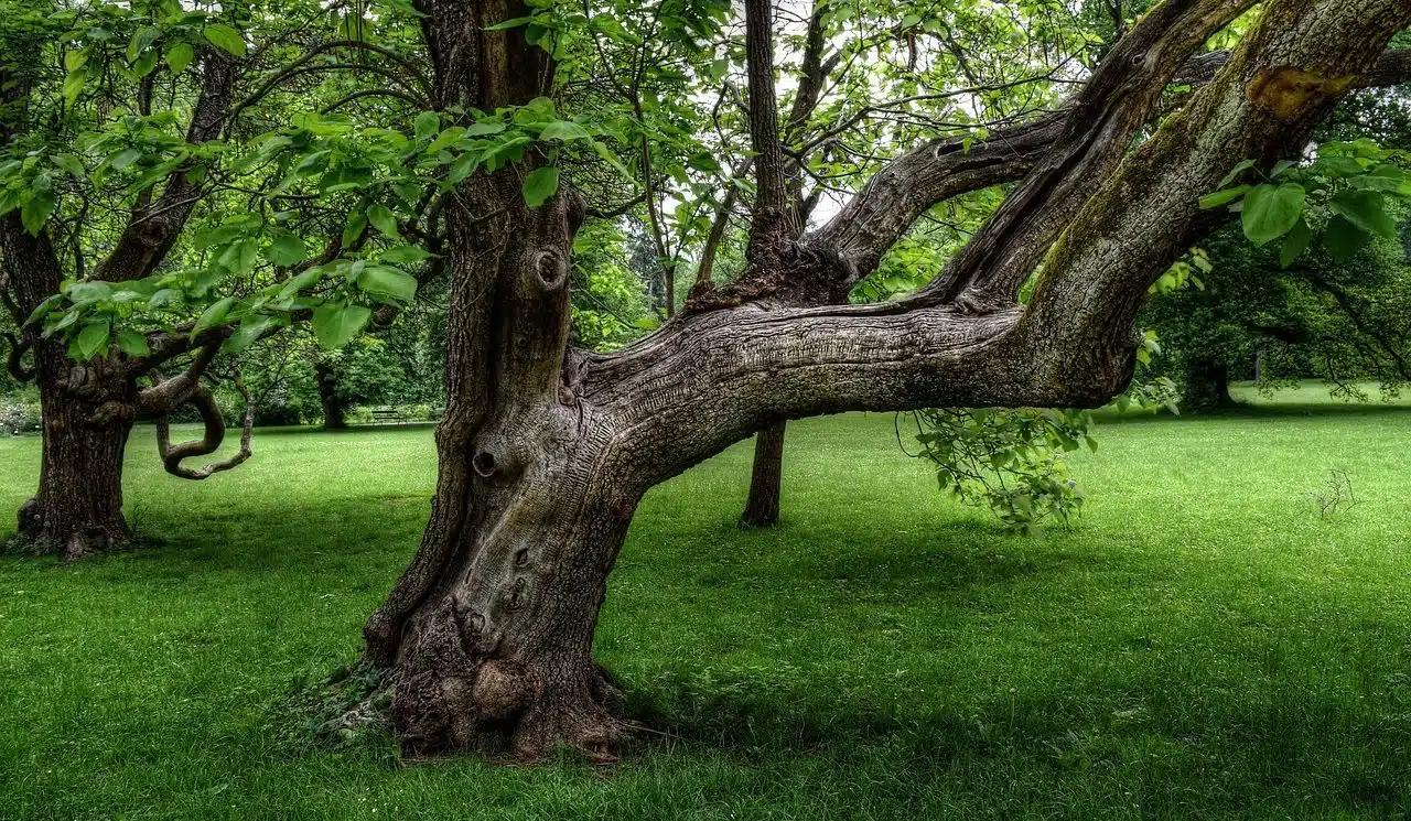 El árbol: Un concepto fundamental en la organización del conocimiento - Qué es un árbol de conceptos arbol concepto - Qué es un árbol de conceptos