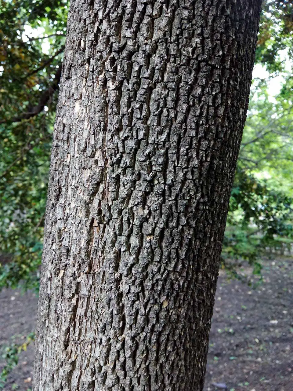 Buxo Enano: Guía Completa para su Cultivo y Uso - Qué es un buxo arbol buxo - Qué es un buxo