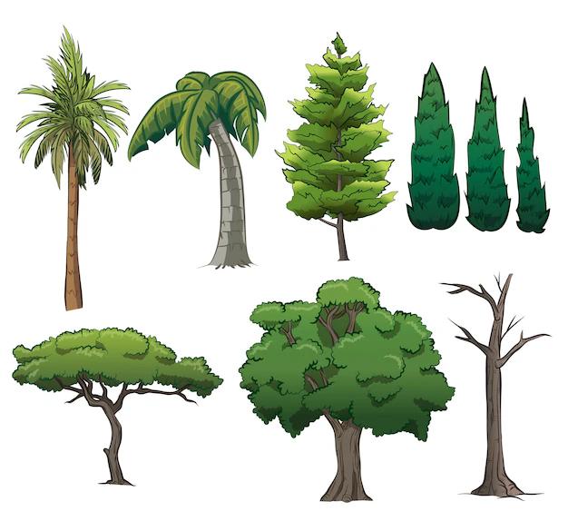 TreeSet en Java: Una guía completa para conjuntos ordenados - Qué es un conjunto de árboles conjunto arboles - Qué es un conjunto de árboles