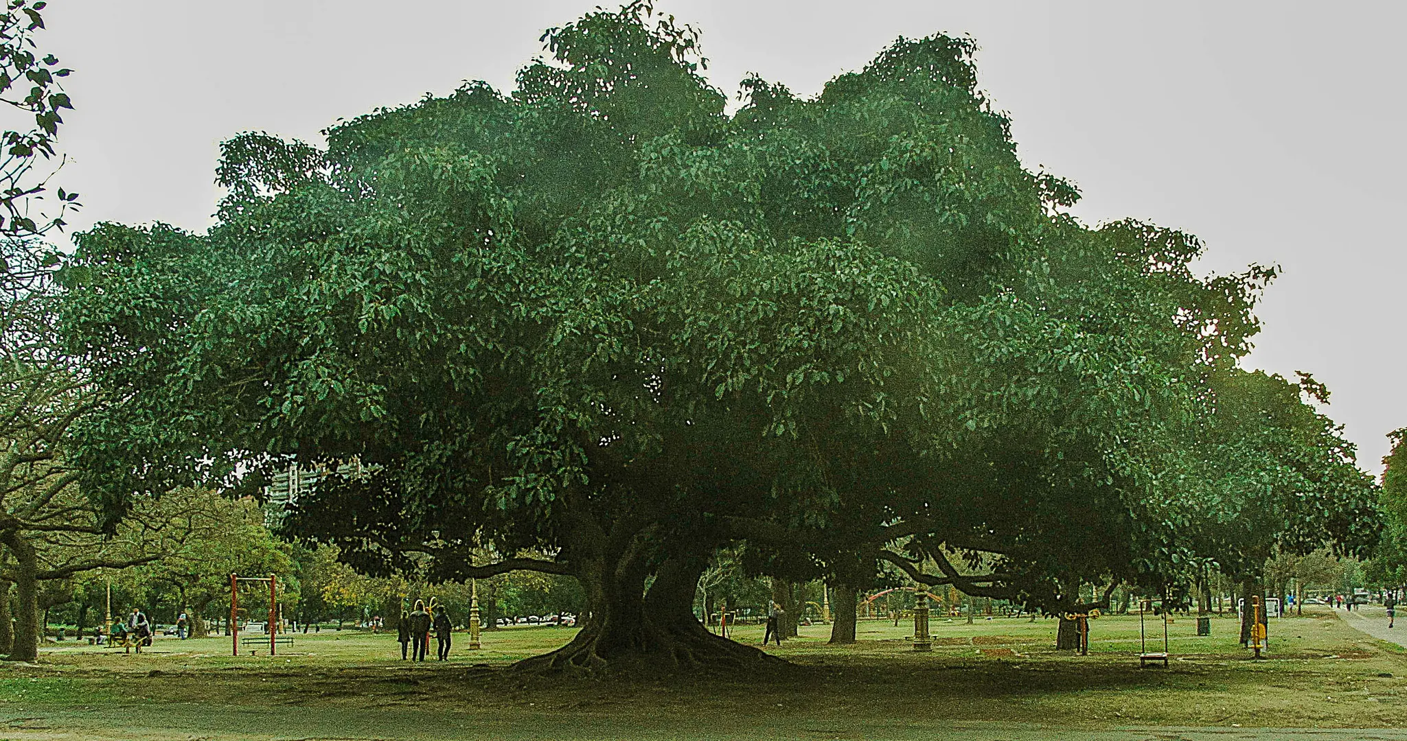 gomero arbol argentina - Qué es un gomero en Argentina