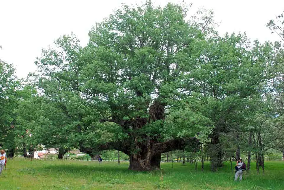 melojo arbol - Qué es un melojar