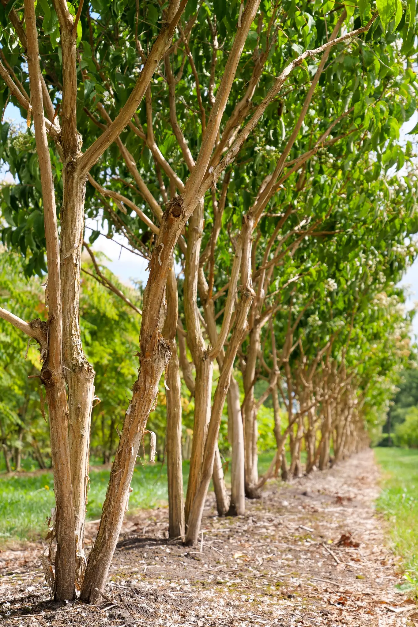 Árboles Multitronco: Belleza y Estructura en tu Jardín - Qué es un multi-tronco arboles multitronco - Qué es un multi-tronco