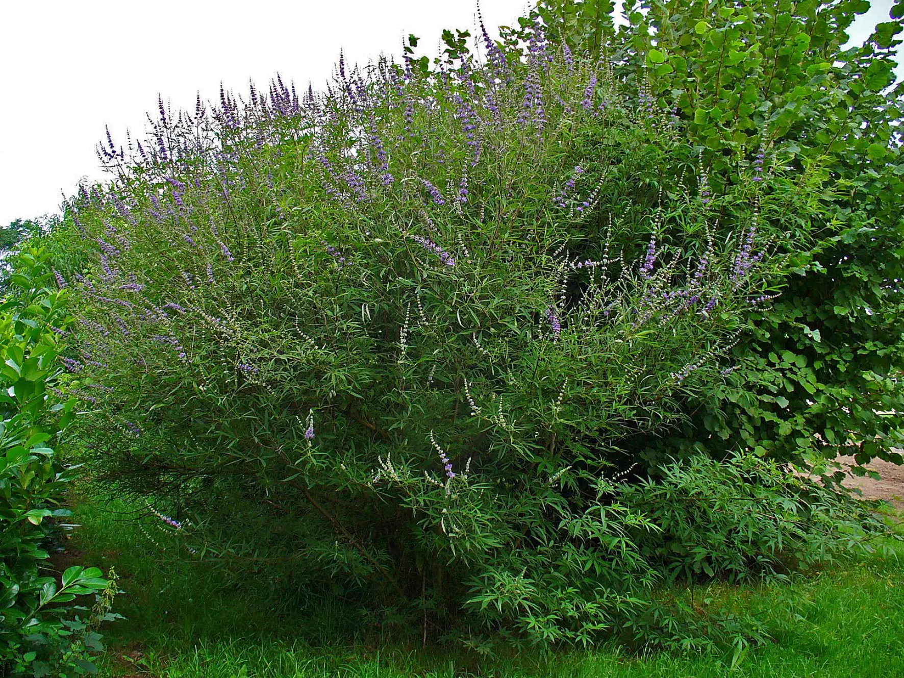 Vitex Agnus Castus: El Árbol de la Castidad y sus Beneficios para la Salud Femenina - Qué es un sauzgatillo y para qué sirve arbol vitex - Qué es un sauzgatillo y para qué sirve